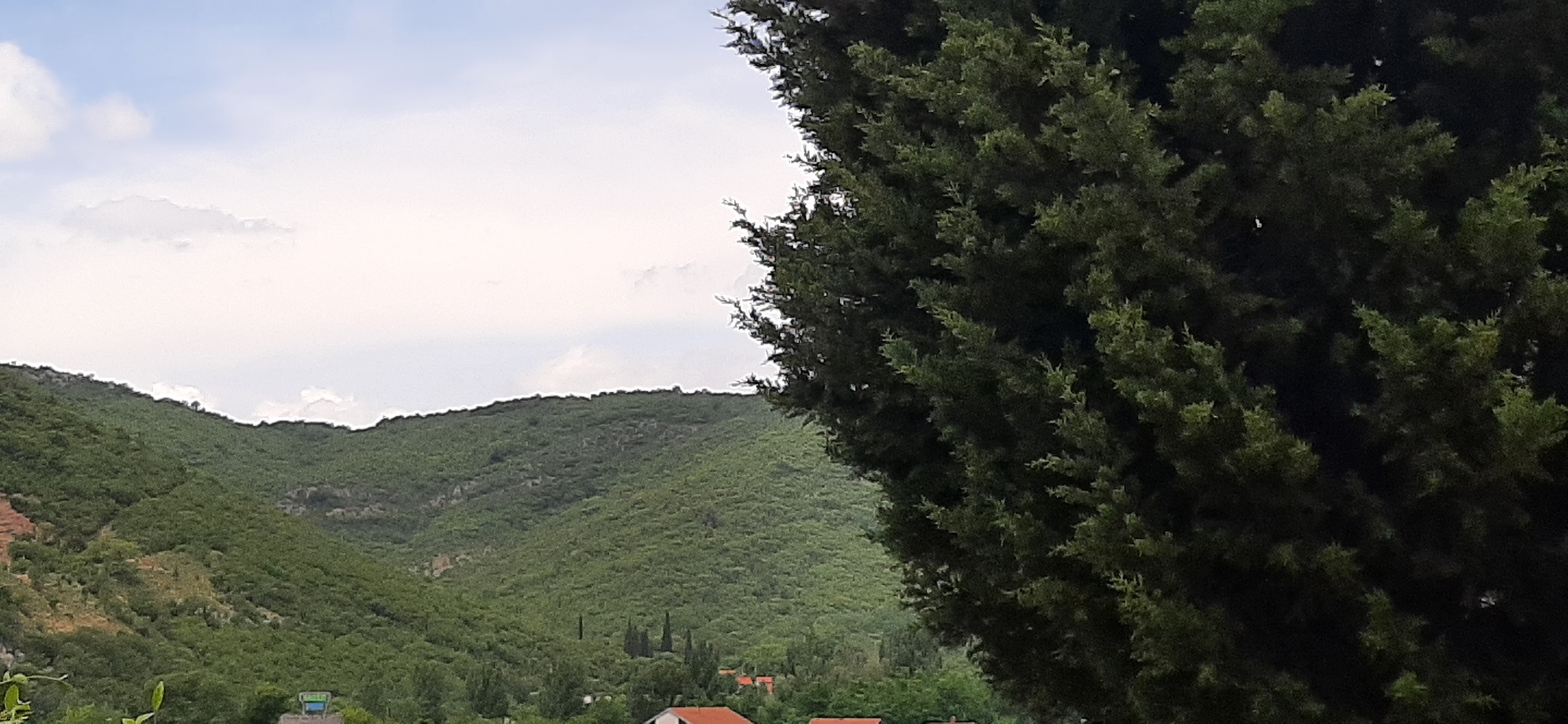 a green landscape covered by a tree to the right